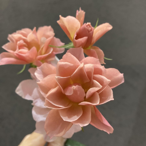 押し花