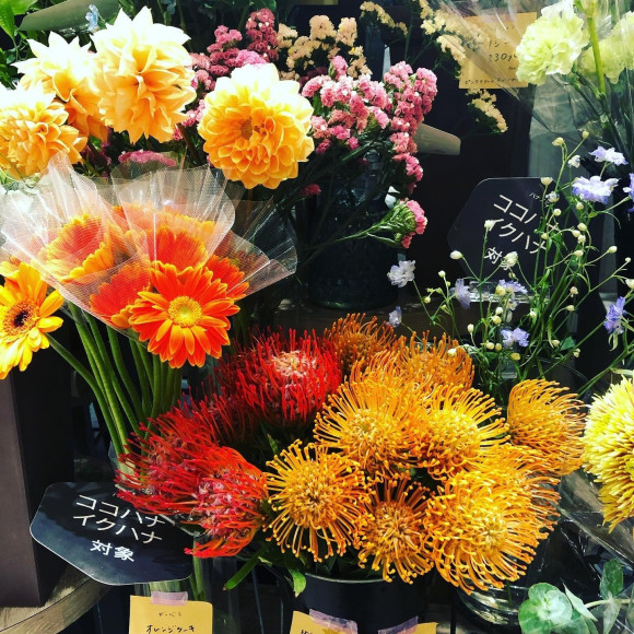 私の推し花~ピンクッション~
