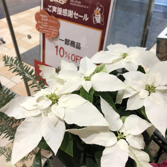 ！！本日最終日！！