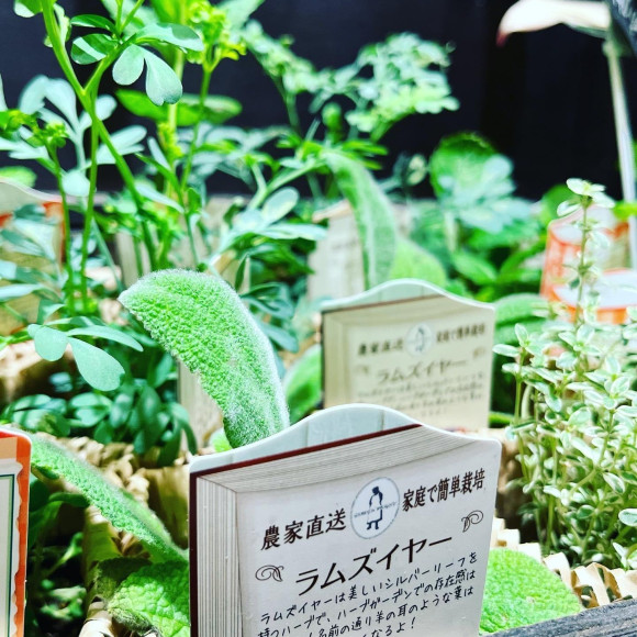 個性に溢れた観葉植物