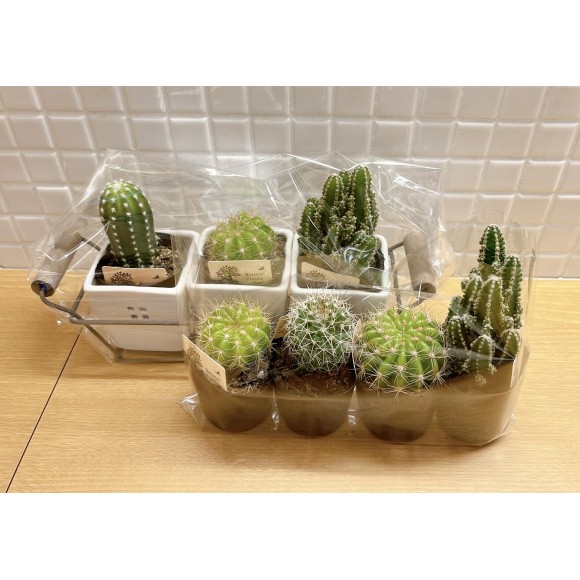 植物のある暮らし ナチュラルキッチン ショップニュース 仙台parco パルコ