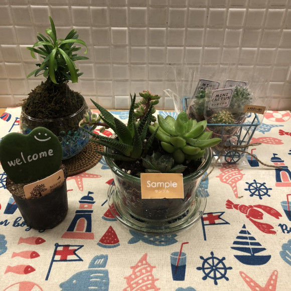観葉植物♪
