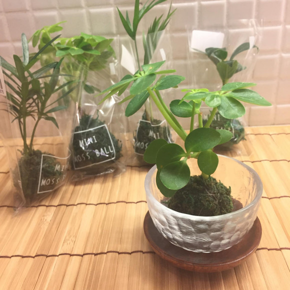 ミニこけ玉