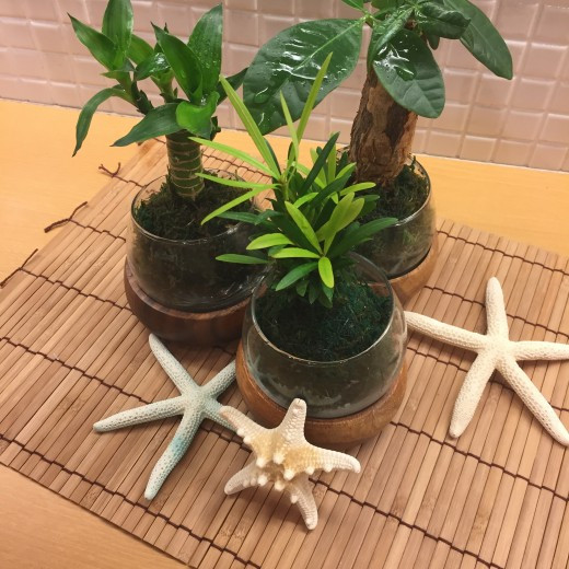 数量限定【こけ玉】入荷!!