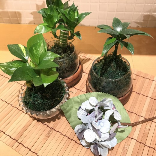 大人気！こけ玉入荷しました！