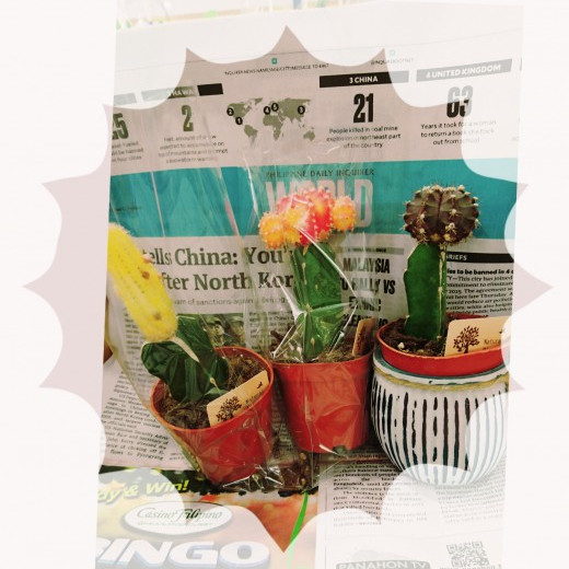新しい植物入荷しました♪