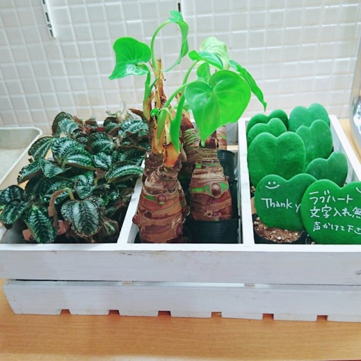 植物たくさん入荷しております♪♪