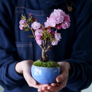毎年恒例・ミニ盆栽販売会『春の石木花市』