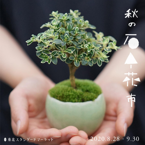 ミニ盆栽販売会「秋の石木花」開催中です！