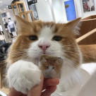 缶バッジリニューアル!
