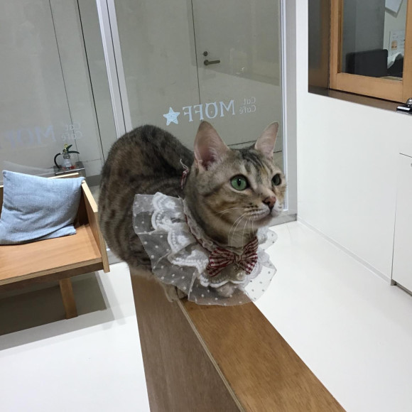 姫花ちゃん3歳になりました♪