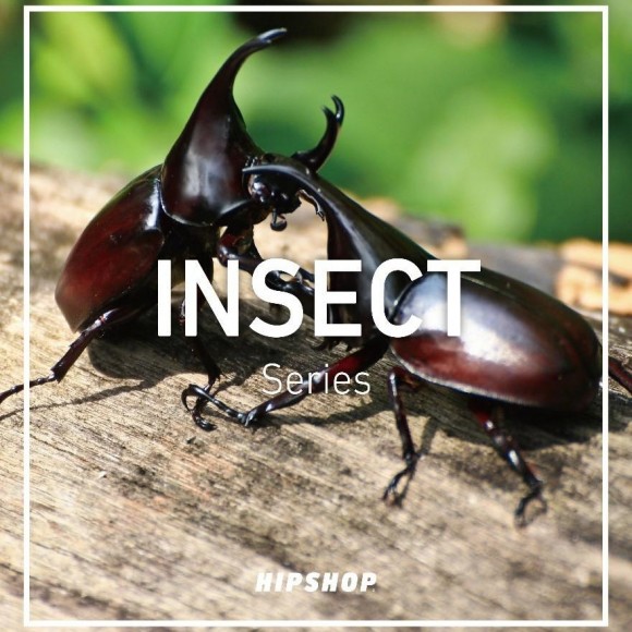 让我们欣赏生物纤细之美的INSECT Series!