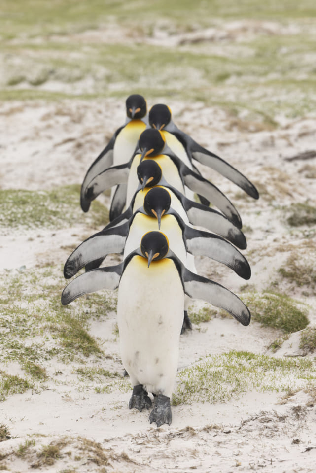 ペンギンだらけ展