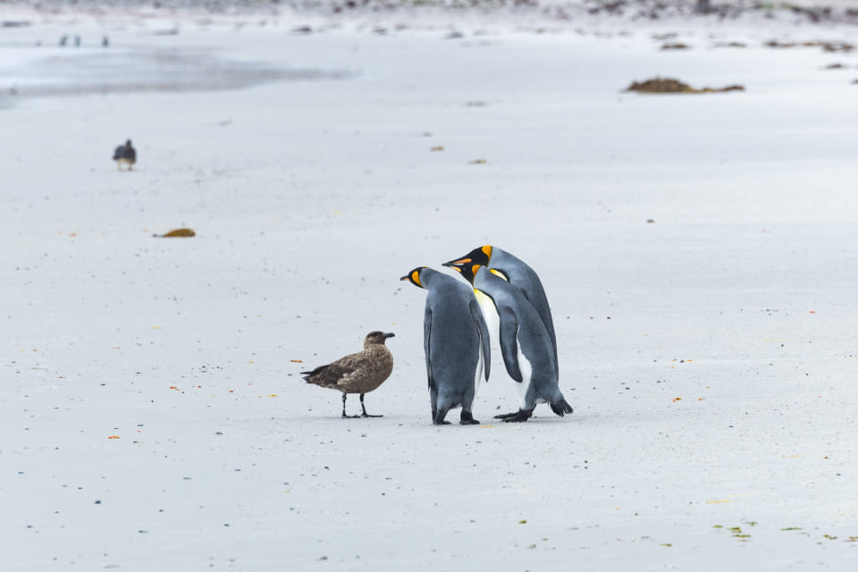 ペンギンだらけ展