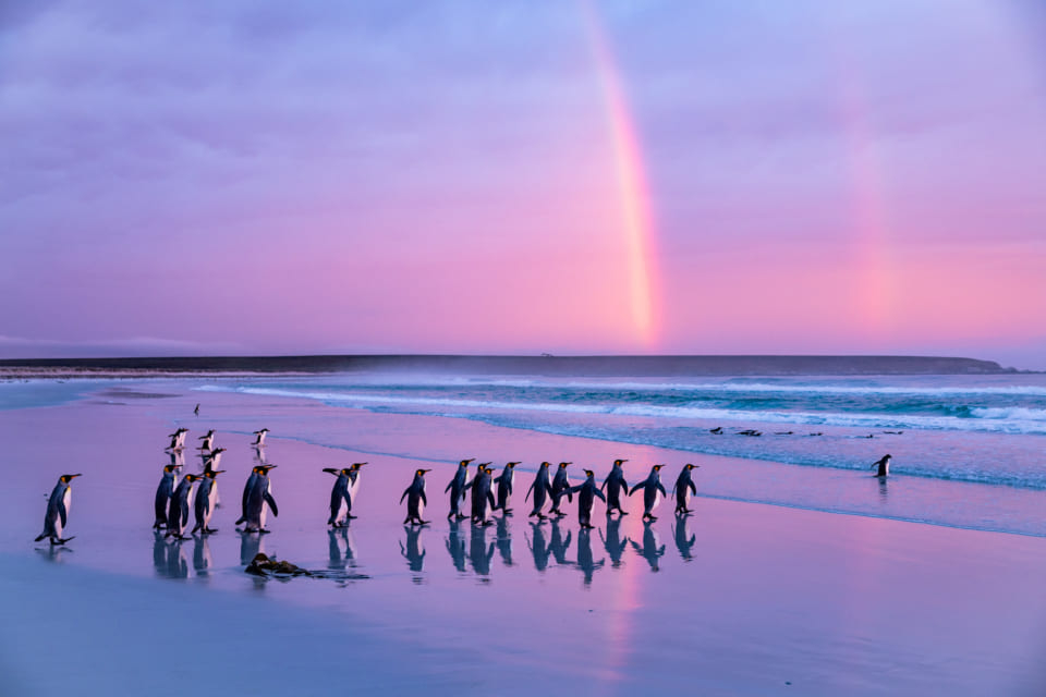 ペンギンだらけ展