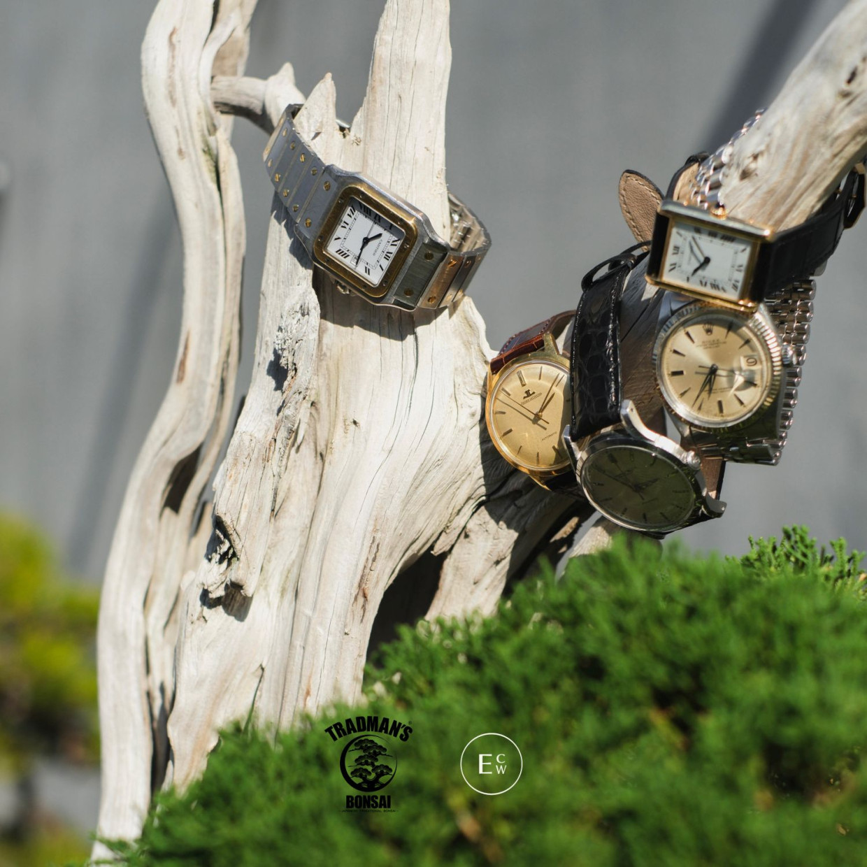 TRADMAN’S BONSAI EXHIBITION / POPUP STORE/江口時計店10周年企画「My Timeless Treasure」