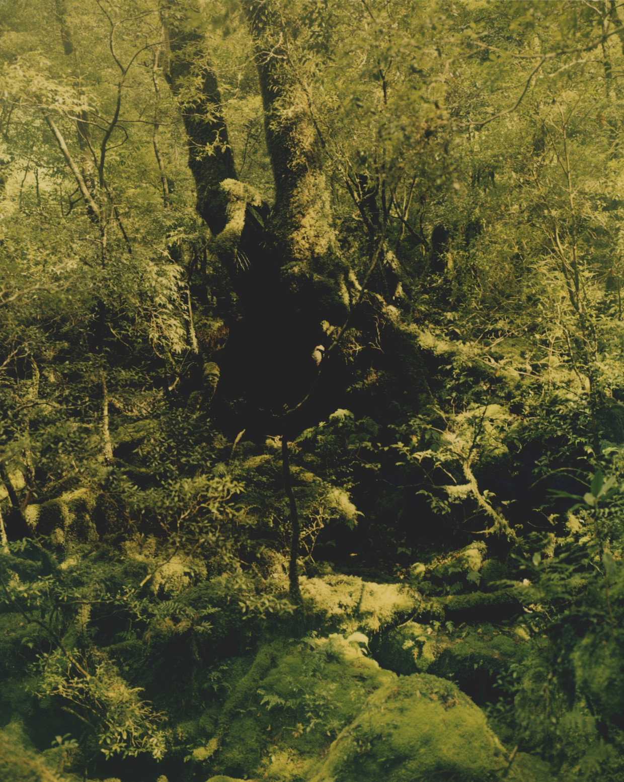 ジェリー鵜飼展《ZEN HIKER》／柏田テツヲ写真展《Boundary》