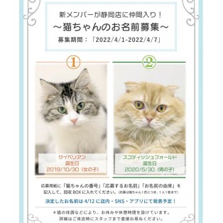 ＼＼　静岡店に新しい猫が、仲間入り！　／／