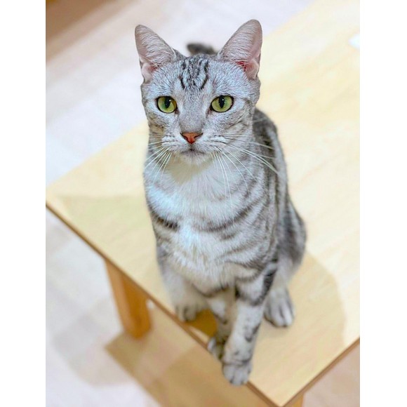 静岡 パルコ 猫 カフェ プログラム ニュース