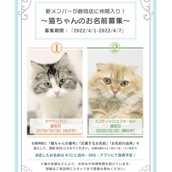 静岡店に新しい猫が 仲間入り モフアニマルカフェ ショップニュース 静岡parco パルコ