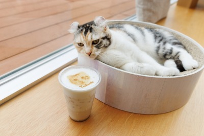 Cat Café MOFF