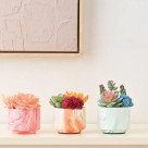 【NEW】ポット付きアートグリーン 多肉プランツ