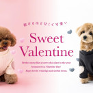 【PET】Sweet Valentine